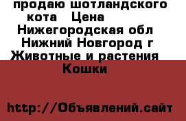 продаю шотландского кота › Цена ­ 3 500 - Нижегородская обл., Нижний Новгород г. Животные и растения » Кошки   